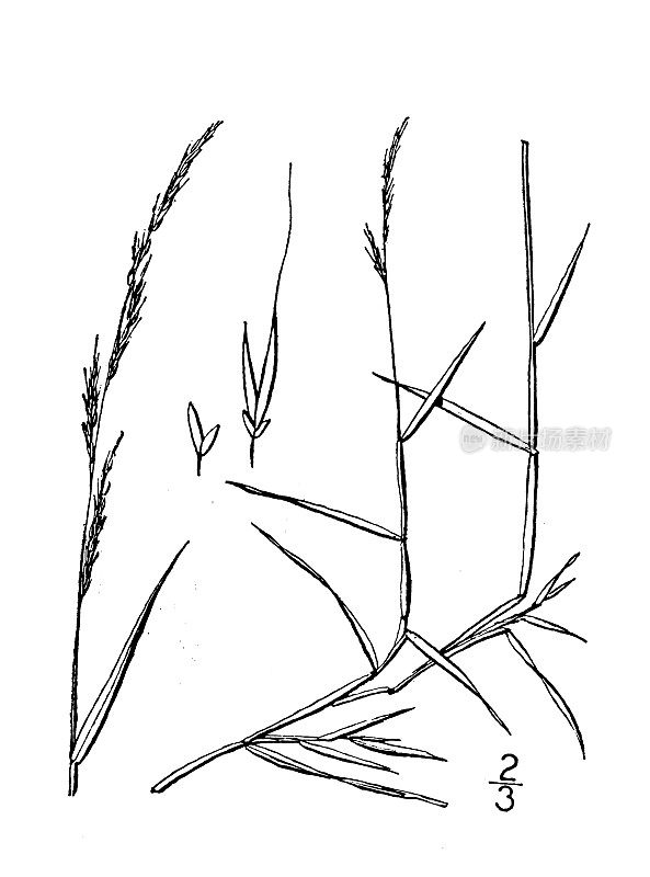 古植物学植物插图:Muhlenbergia diffusa, Nimble Will, Dropseed grass